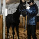 Клонированная лошадь из Китая готовится к участию в скачках