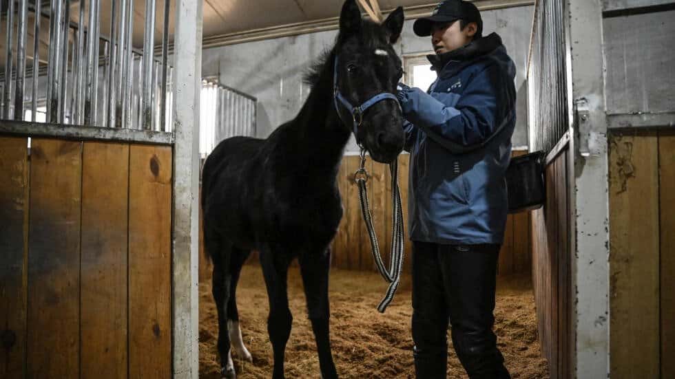 Клонированная лошадь из Китая готовится к участию в скачках