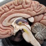 Уникальный для человека ген определил большие размеры коры головного мозга