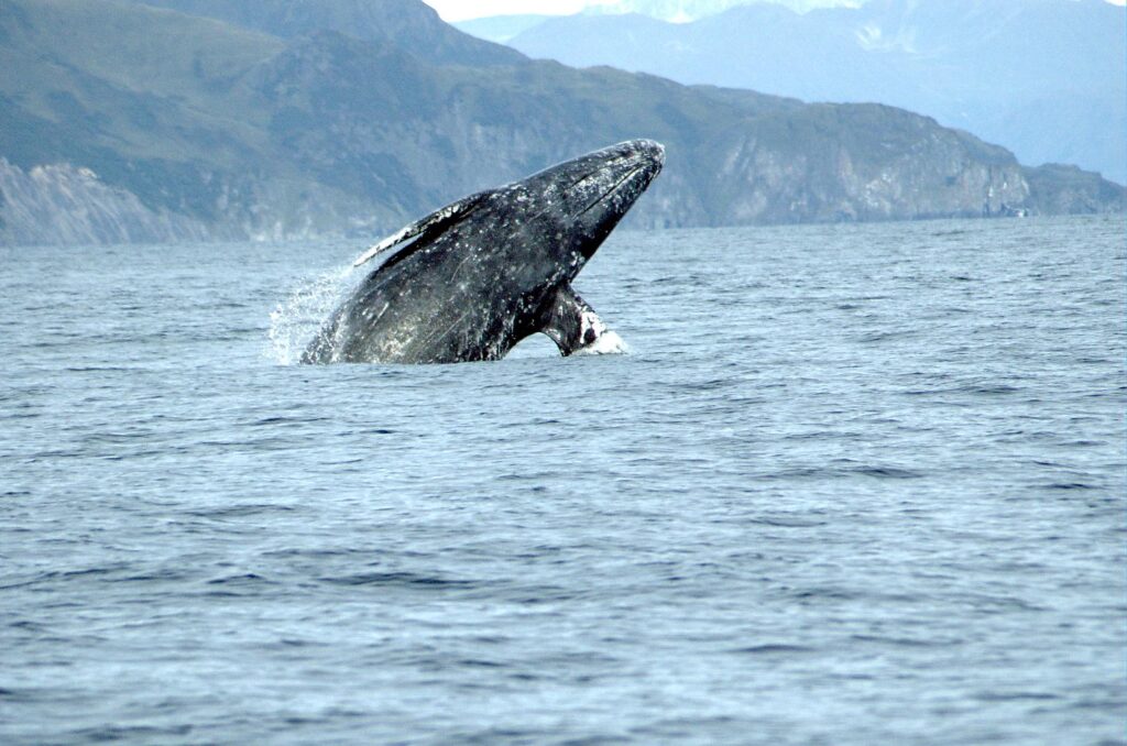 Серый кит Eschrichtius robustus