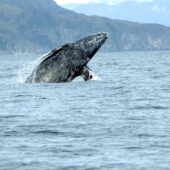 Серый кит Eschrichtius robustus