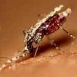 ИИ научили предсказывать возраст комаров
