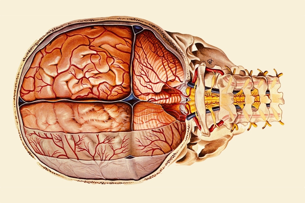 Сосудистая оболочка мозга. ТМО твердая мозговая оболочка. Паутинная мозговая оболочка. Паутинная оболочка головного мозга анатомия. Оболочки мозга топографическая анатомия.
