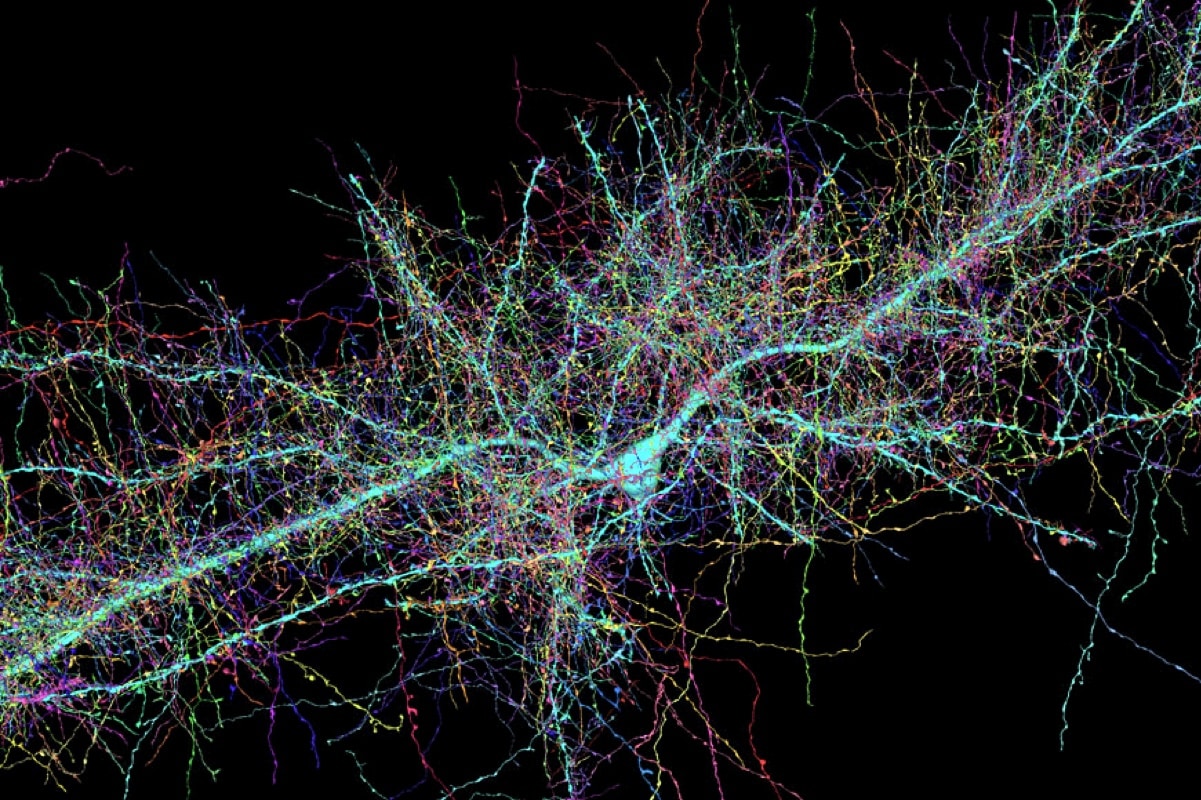 Биологи научились управлять скоростью роста нейронов