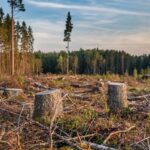 Формула ученых Пермского Политеха поможет сохранить леса