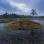 Растительность североевропейских болот оказалась способной сдерживать выбросы углерода даже во время глобального потепления