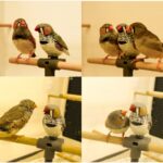 Ученые заставили молодых птиц учиться петь у робота