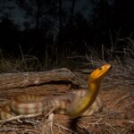 Ученые обнаружили, что змеи вовсе не глухи