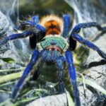 Хелицеровые и паукообразные — общая характеристика
