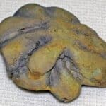 Загадочная кембрийская окаменелость оказалась неживой