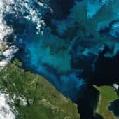 Летом 2021 года цветение воды в Баренцевом море было видно даже из космоса