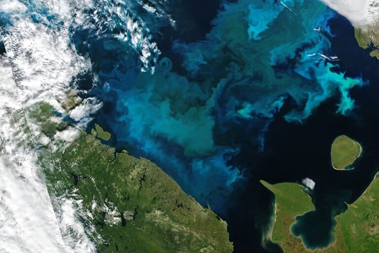 Летом 2021 года цветение воды в Баренцевом море было видно даже из космоса