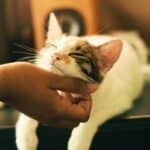 Ветеринары рассказали о лучших способах социализации домашних кошек