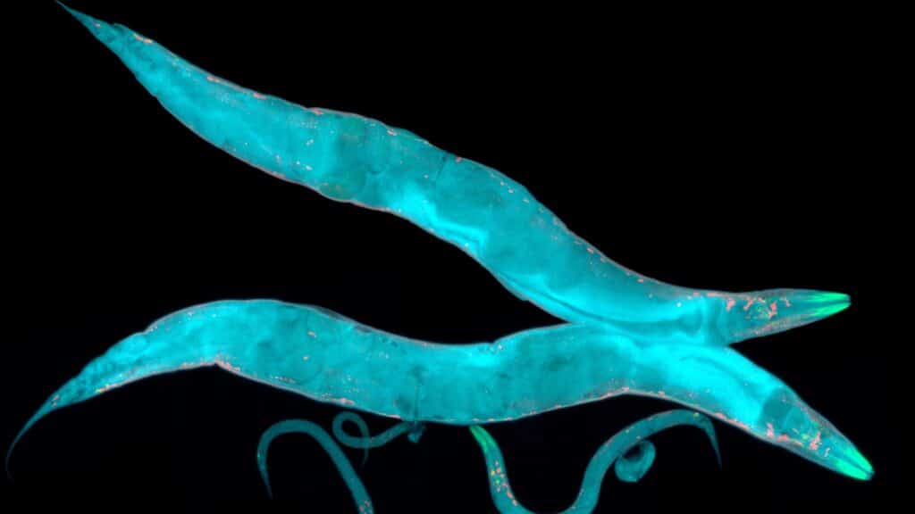 C. elegans
