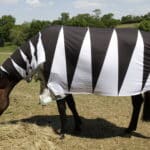 Биологи выяснили, как именно полоски защищают зебр от слепней