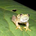 Биологи открыли лягушек, которые не умеют квакать и общаются прикосновениями