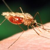 Anopheles funestus — один из основных разносчиков малярии