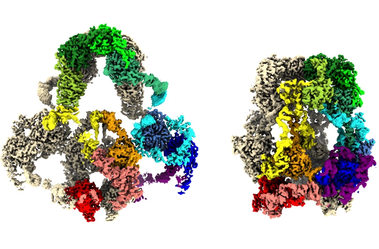 Открытая и закрытая конформации LRP2; разные цвета соответствуют разным доменам, частям одной и той же молекулы