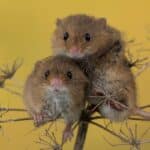 Потеря доминирующего статуса привела альфа-самцов мышей к депрессии