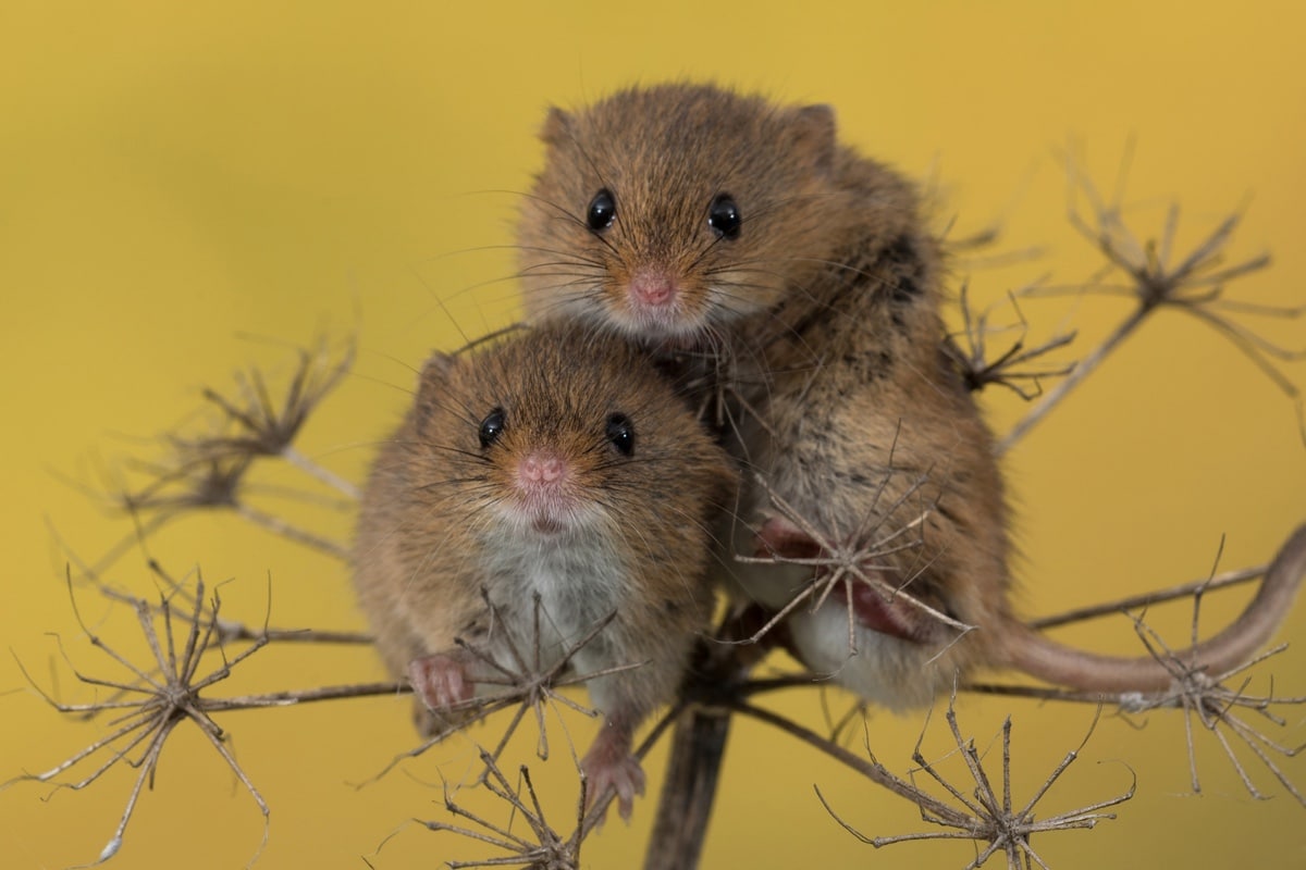 Потеря доминирующего статуса привела альфа-самцов мышей к депрессии