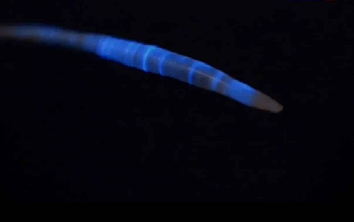 Один из светящихся червей, Avelona ligra