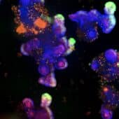 Органоиды кишечника с флуоресцентными метками
