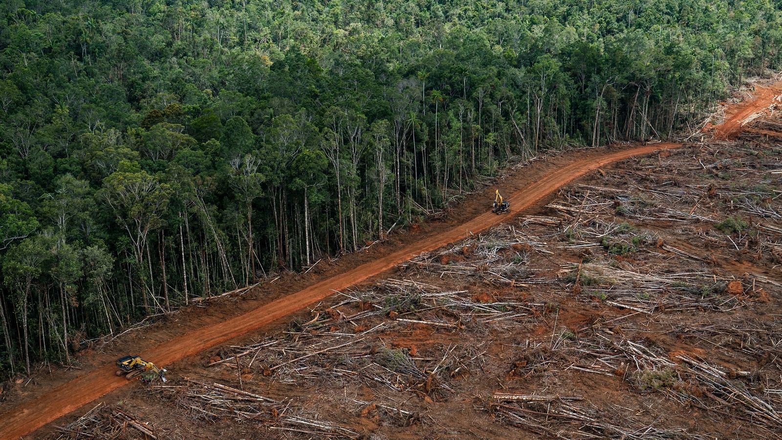 Ученые выяснили, как демократические выборы угрожают тропическим лесам