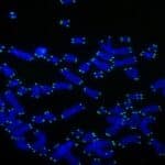 «Бессмысленные» повторы на концах хромосом могут кодировать вредные белки