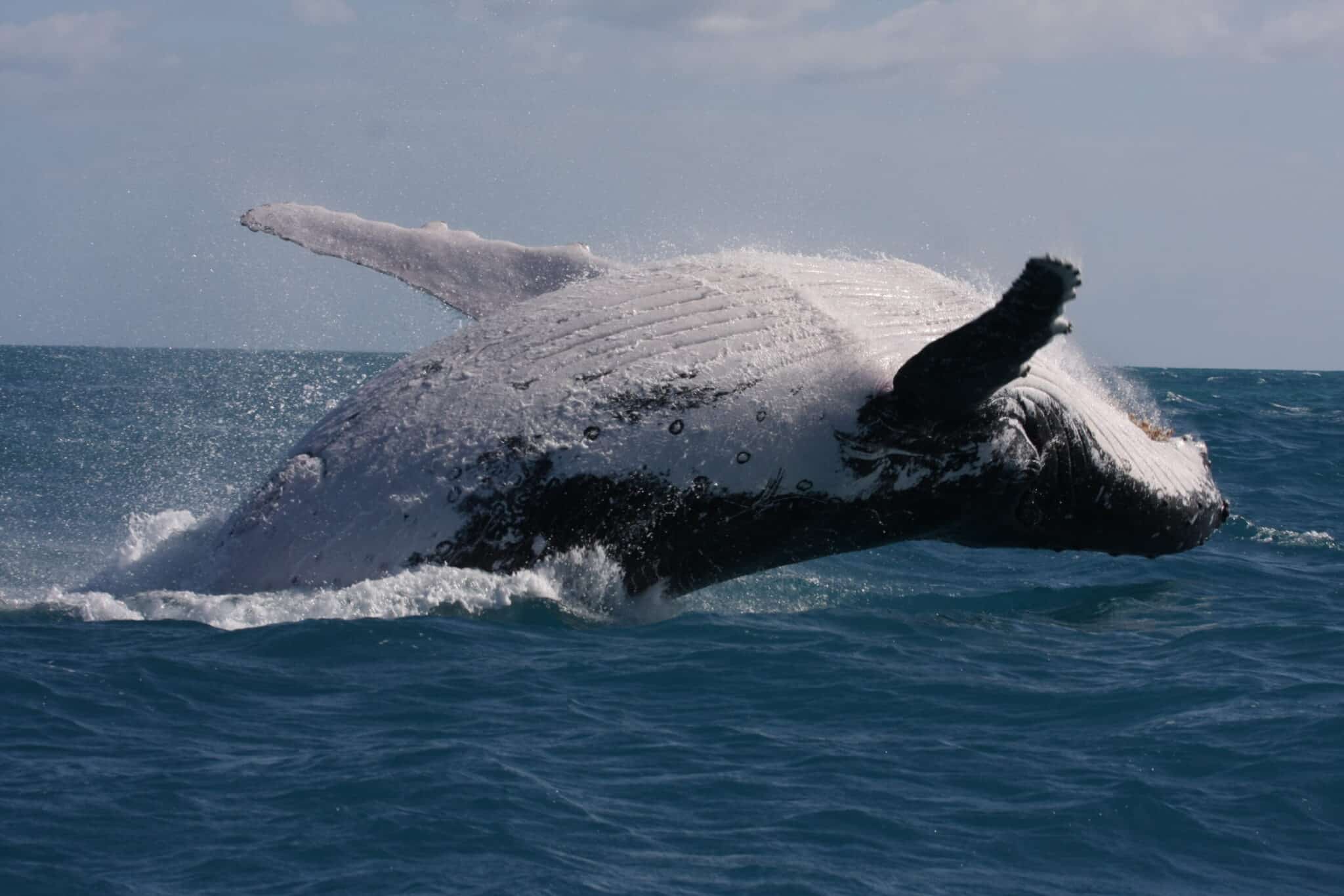 Самцы горбатых китов отказались от серенад в пользу «мужских разборок»