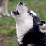 Ученые разобрались, какие породы собак отвечают на волчий вой