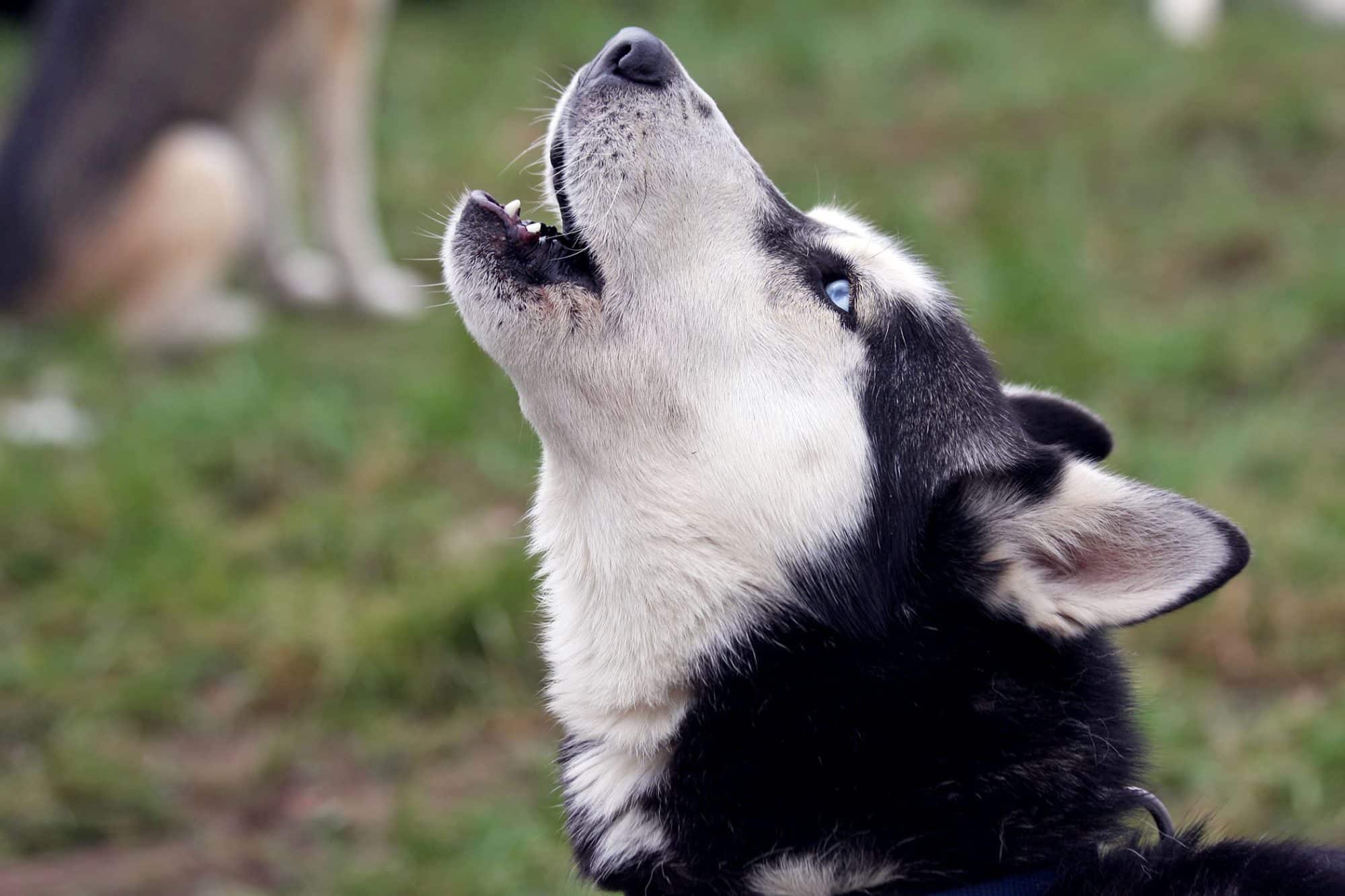 Какие собаки отвечают на волчий вой