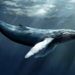 Изучение морских млекопитающих: от промысла к охране