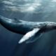 Как это киты и тюлени умудряются проводить столько времени под водой?