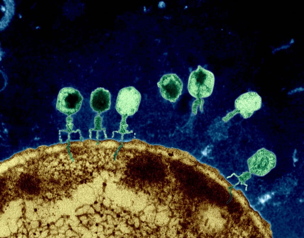 Бактериофаги на поверхности E. coli