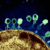 Бактериофаги на поверхности E. coli