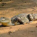 Суперспособности крокодилов