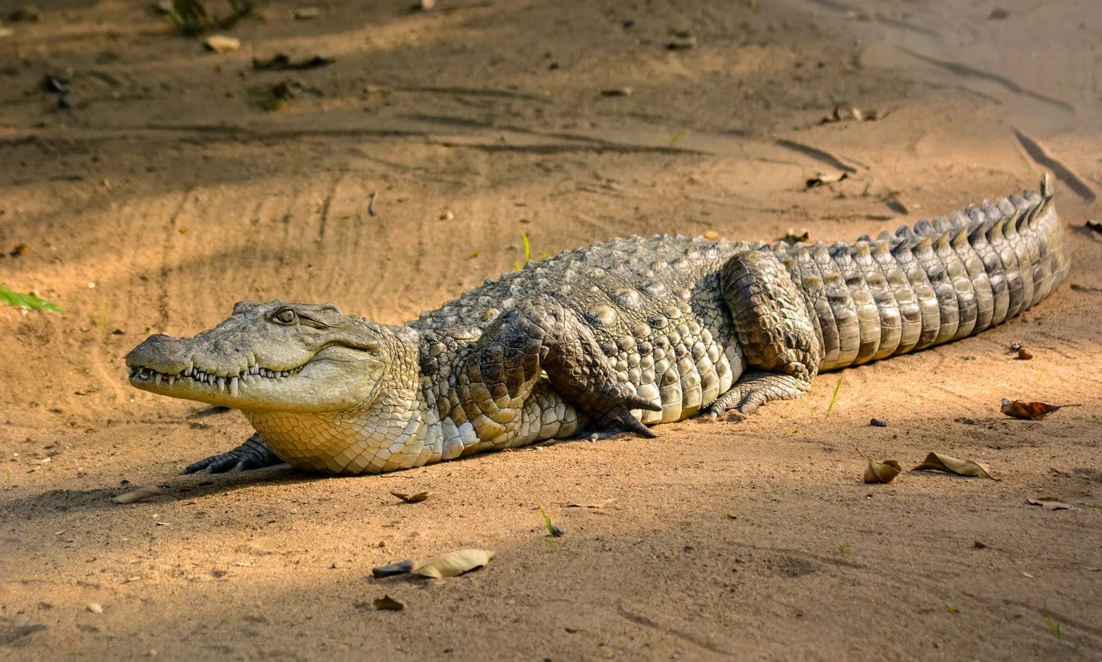 Крокодилы могут «научить» людей бороться со смертельными грибковыми инфекциями