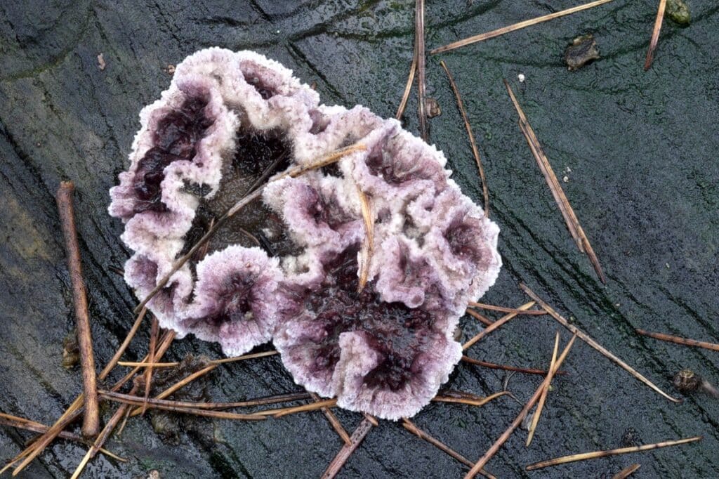 Chondrostereum purpureum на пораженном растении