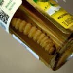 Биологи узнали вид гусениц, плавающих в бутылках мескаля