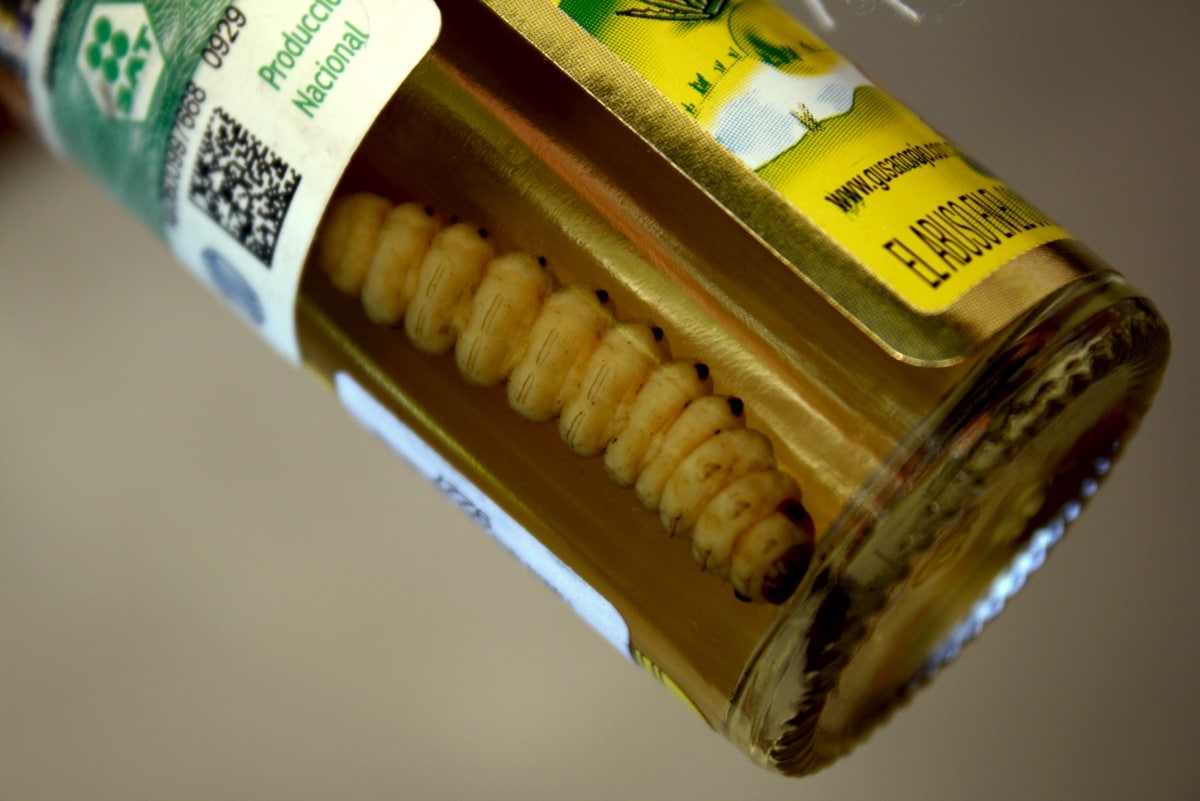 Биологи узнали вид гусениц, плавающих в бутылках мескаля