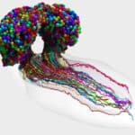 Ученые составили полную карту мозга дрозофилы