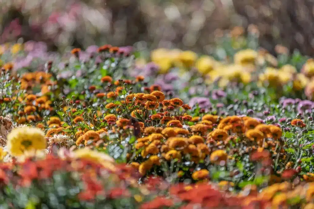 Справка: Самые редкие растения Ботанического сада Петра Великого