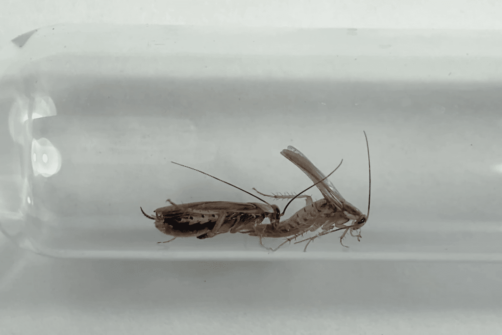 Спаривание тараканов Blattella germanica