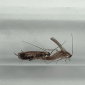 Спаривание тараканов Blattella germanica