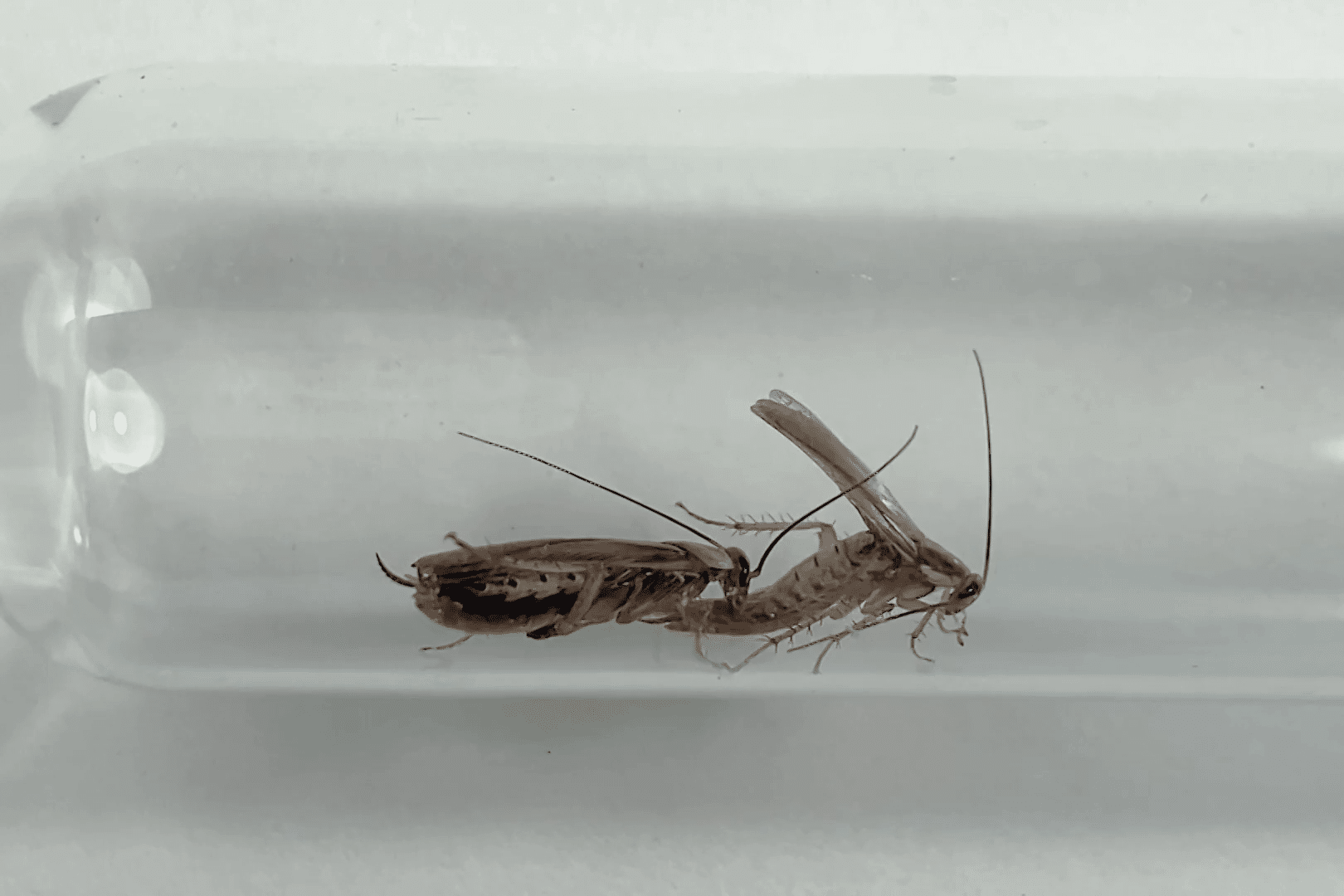 Тараканы-мутанты разлюбили сладкое, но столкнулись с проблемами в половой жизни