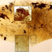 В янтаре ученые рассмотрели останки личинки насекомого (в верхнем прямоугольнике) и перьев динозавра (в нижнем)