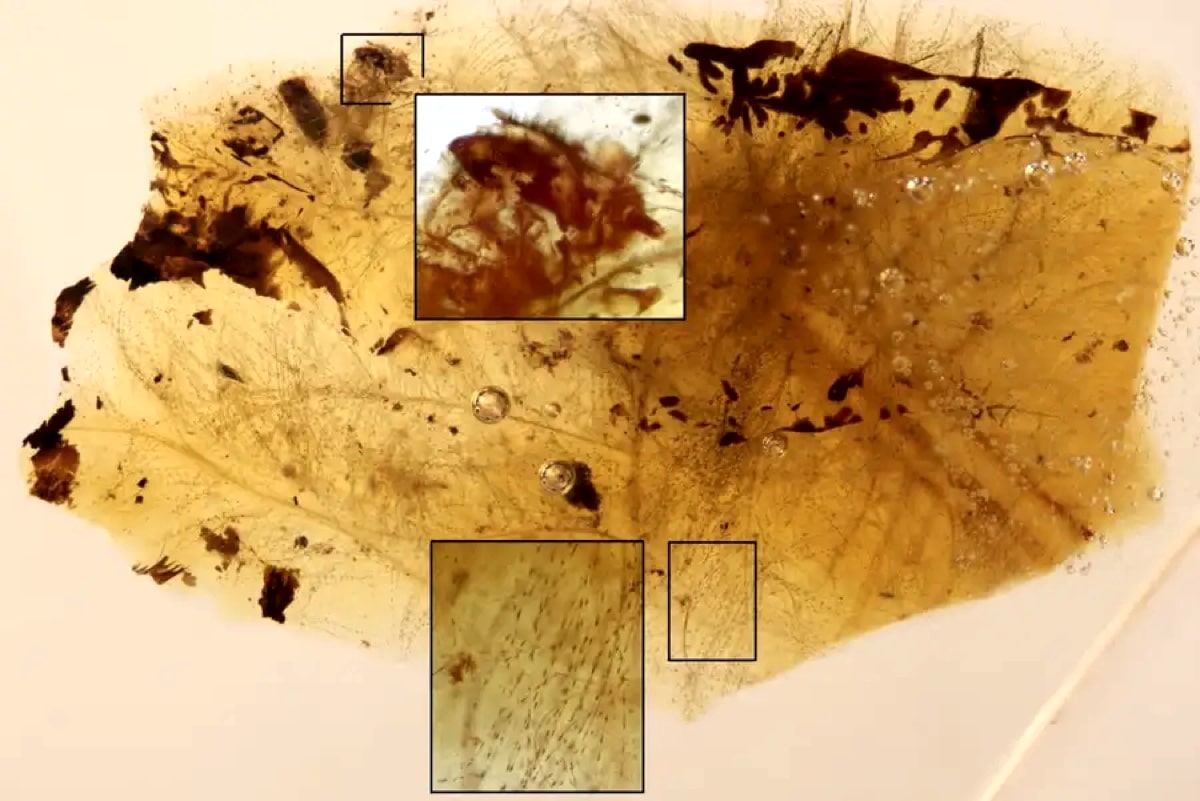 В янтаре ученые рассмотрели останки личинки насекомого (в верхнем прямоугольнике) и перьев динозавра (в нижнем)