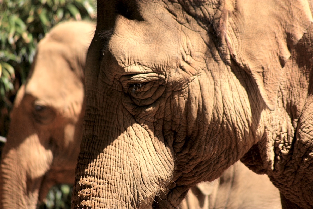 Биологи заподозрили, что слоны одомашнили сами себя