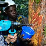 «Отпечатки пальцев» деревьев помогут в борьбе с незаконной вырубкой