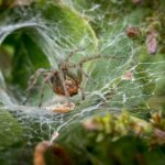 Биологи выяснили, зачем самки пауков притворяются мертвыми во время секса
